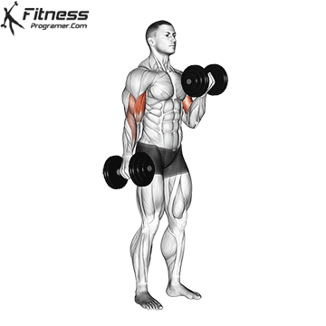 Dumbbell Curl GIF